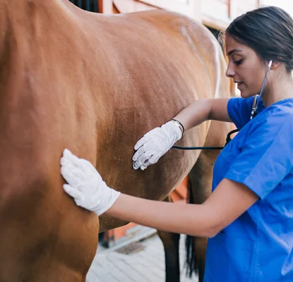 <p><strong>Transfer of Stablelab</strong>to Zoetis Inc.<i>More →</i></p>