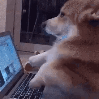 The Pupdate | The Daisy Monthly Newsletter