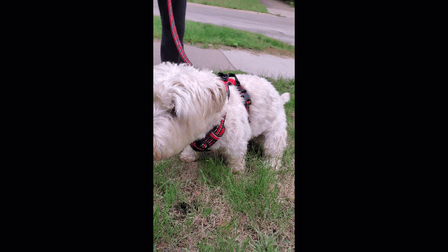 Gertie was more than willing to assist in testing Snappoo as long as it meant more treats.
