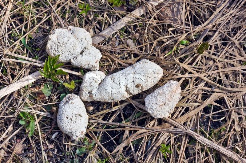 Dog Poop Color What Does a Healthy Dog Poop Look Like? Snappoo