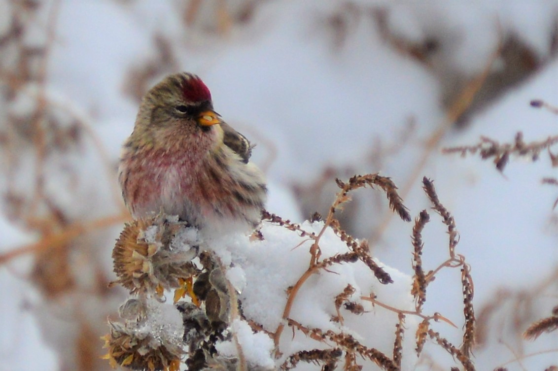 Common Redpoll