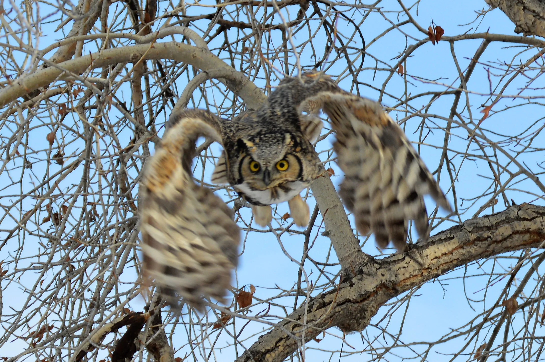 Great Horned Owl