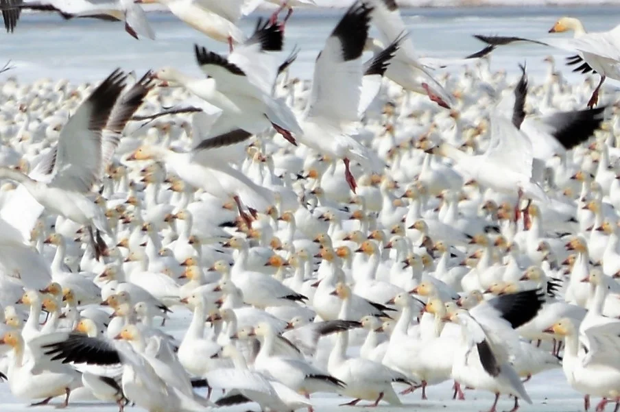 Snow Geese