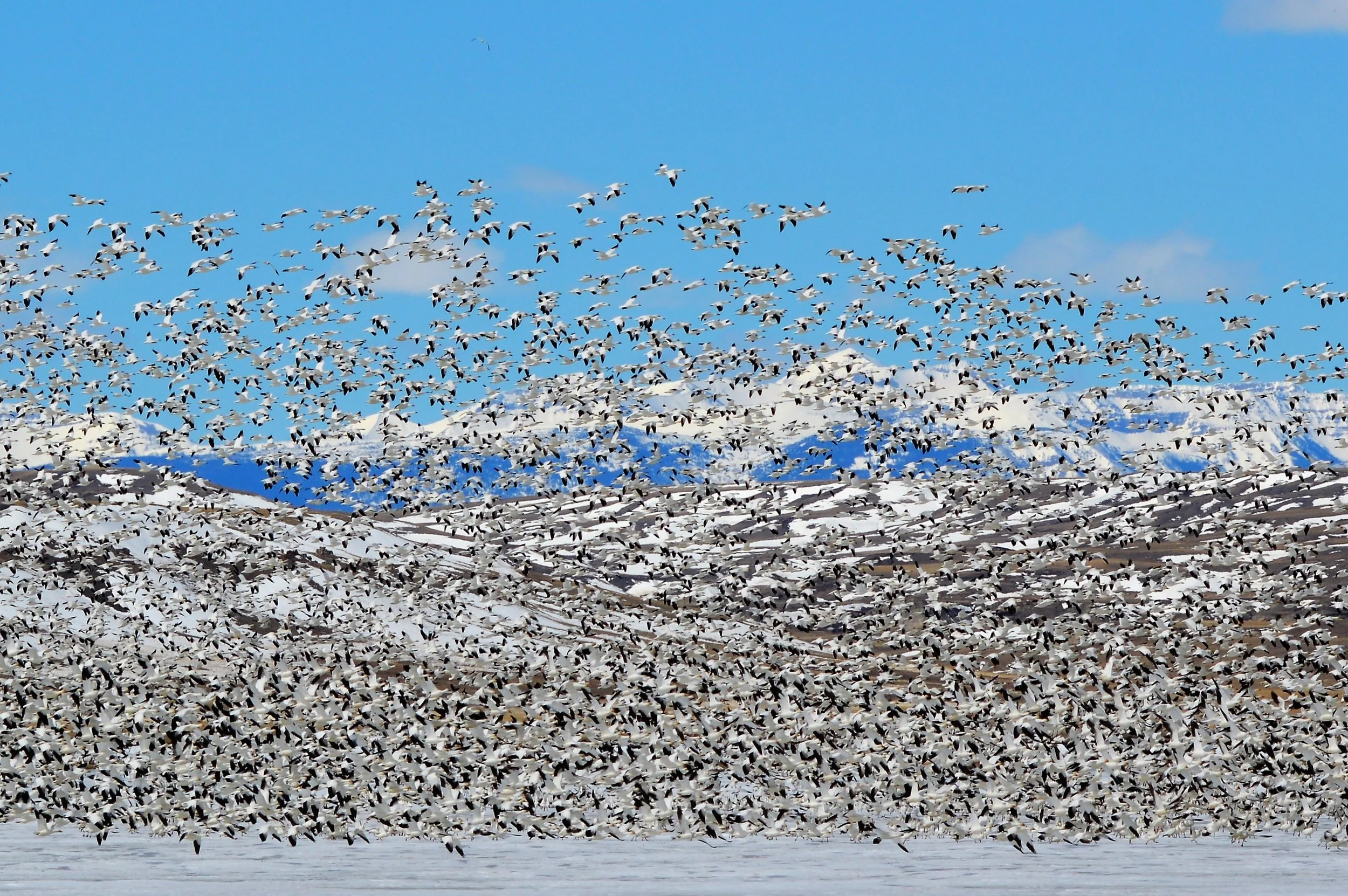 Snow Geese, Freezeout Lake, Montana 