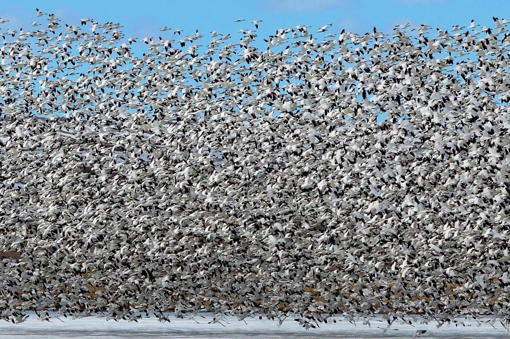 Snow Geese, Freezeout Lake, Montana