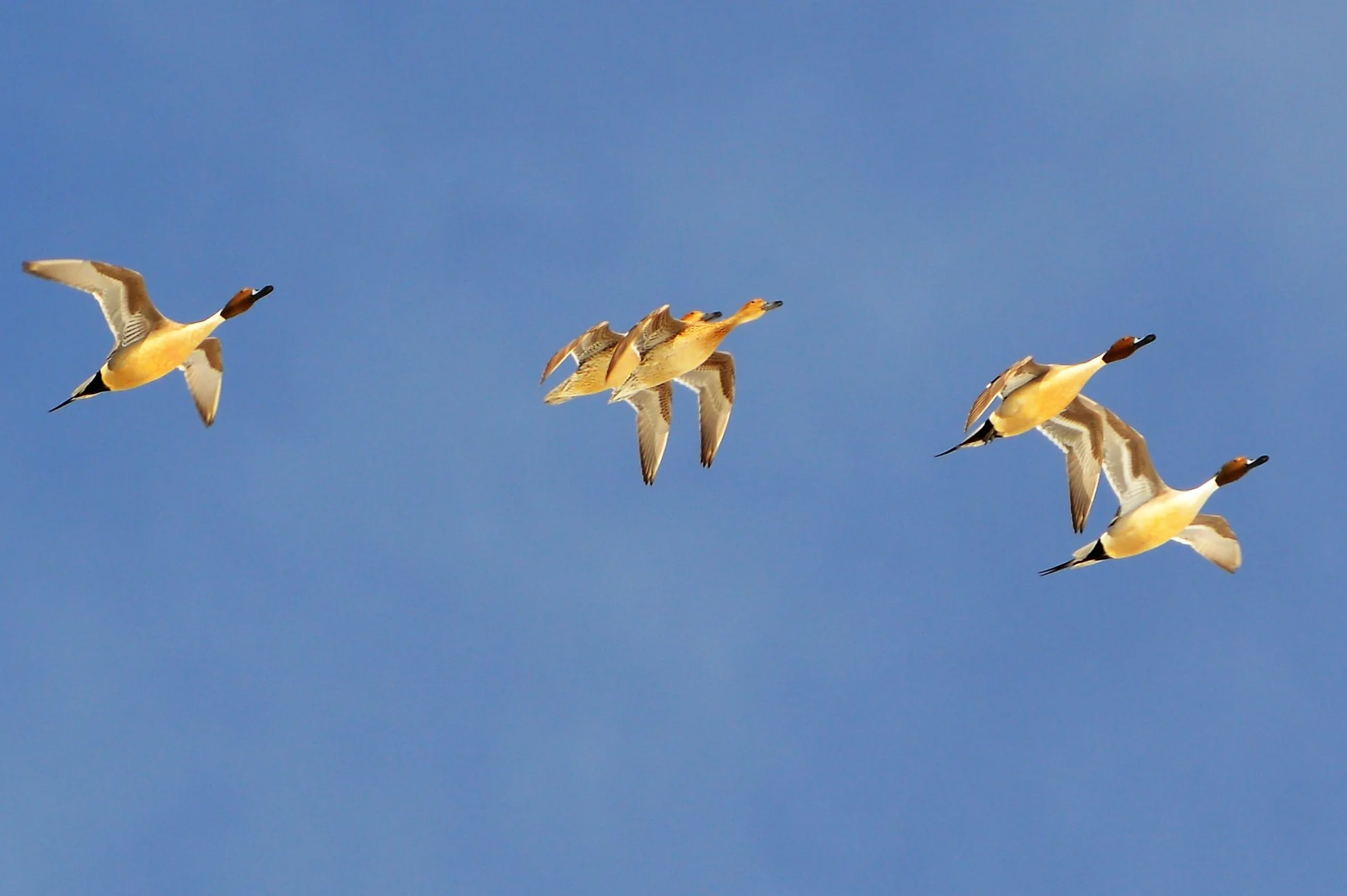 Northern Pintails