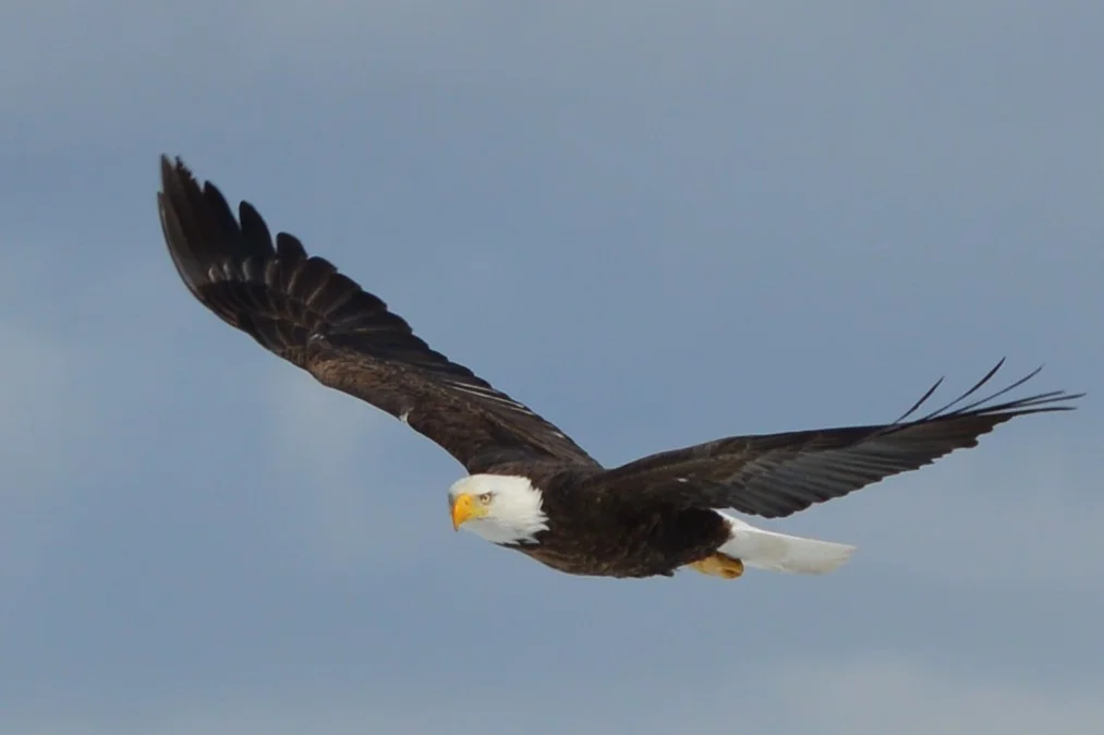 Bald Eagle