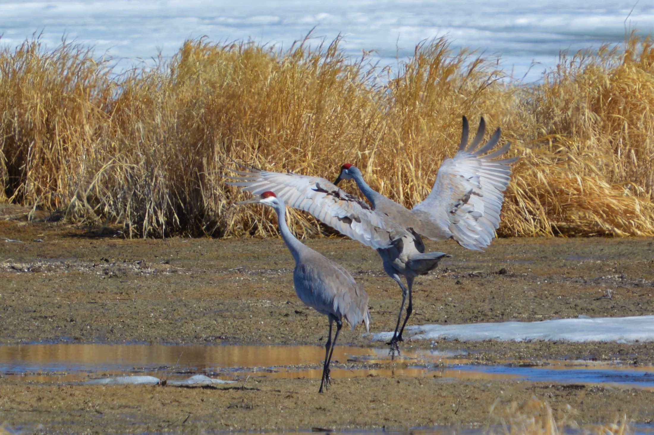Sandhill Cranes