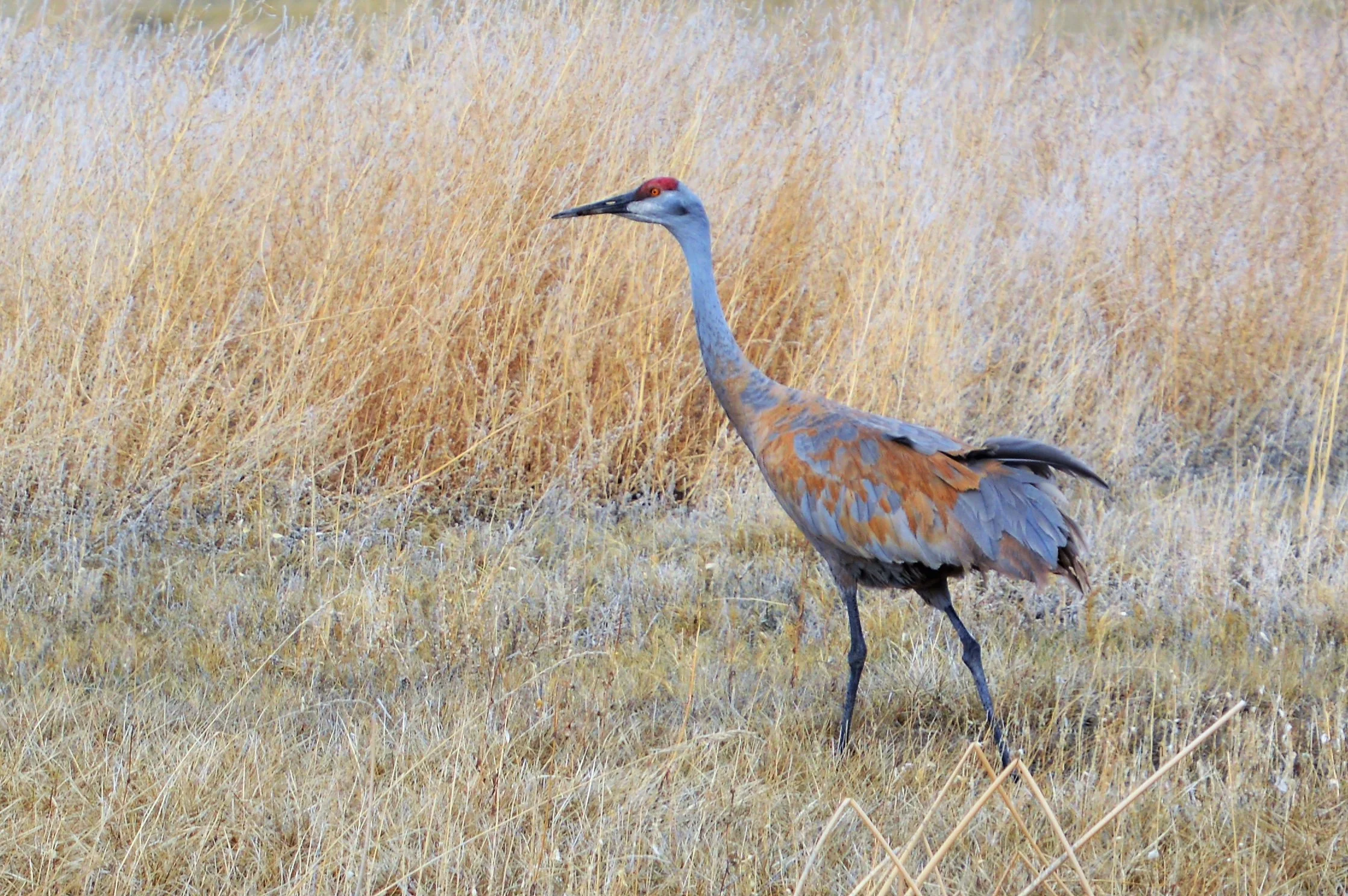 Sandhill Crane
