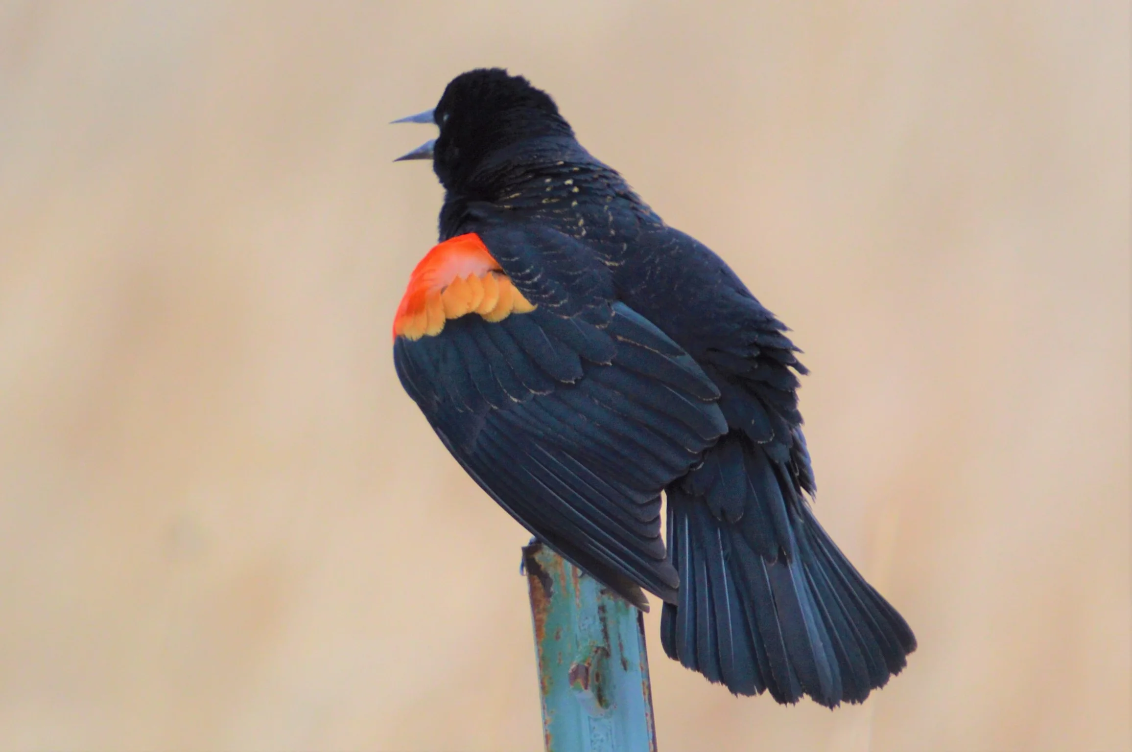 Red-winged Blackbird