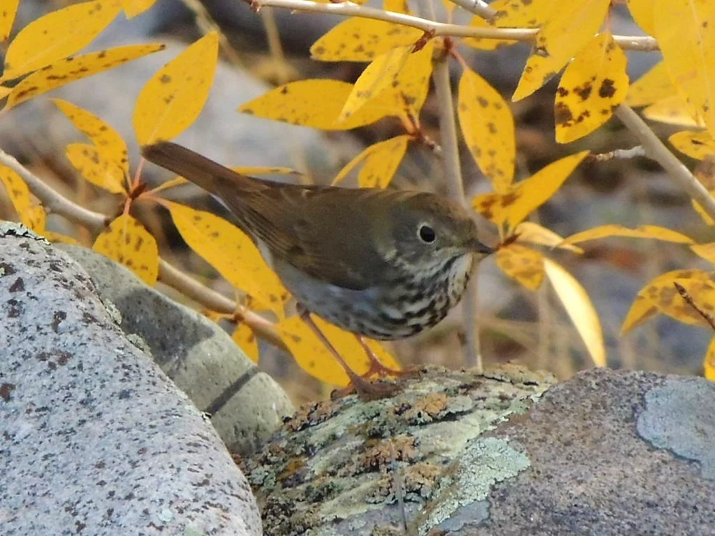 Hermit Thrush