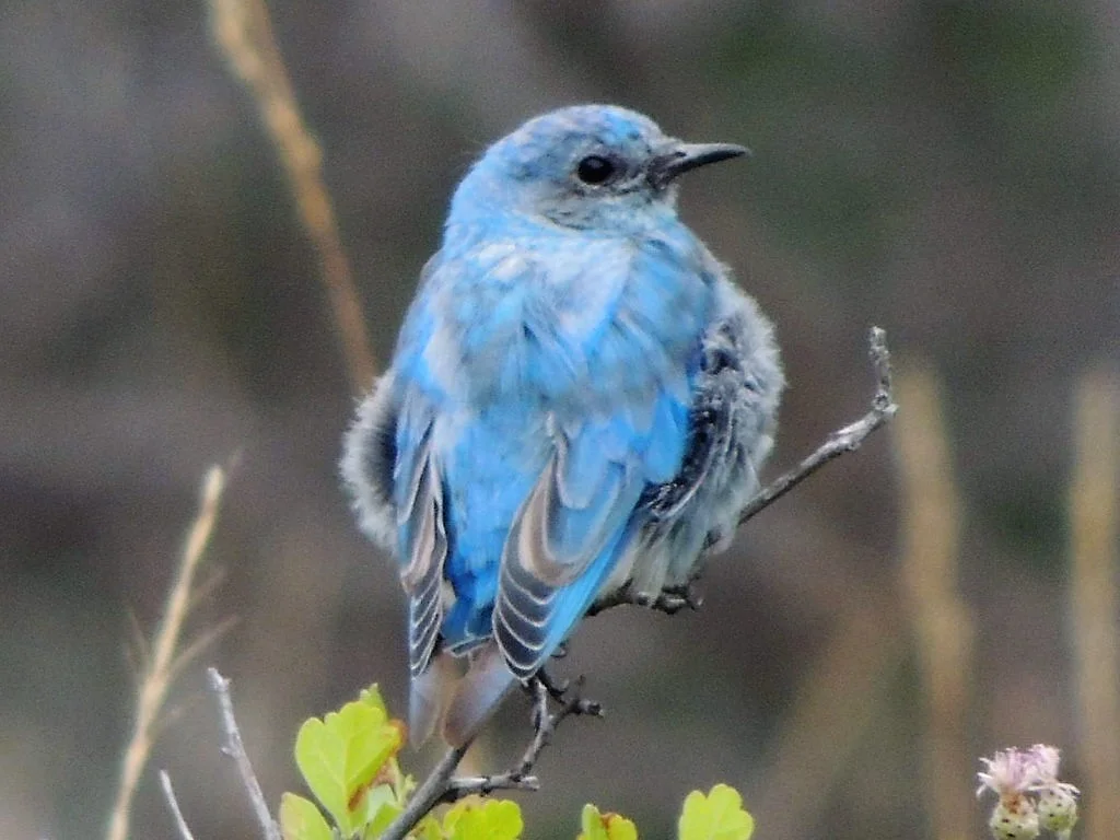 Young Mountain Bluebird