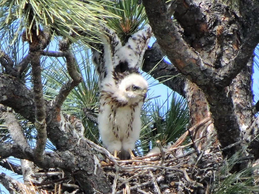 Young Cooper's Hawk