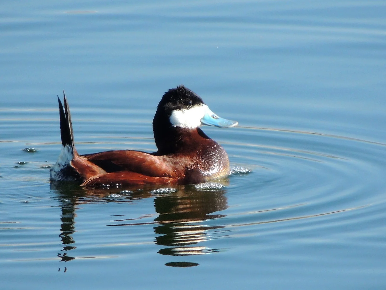 Ruddy Duck