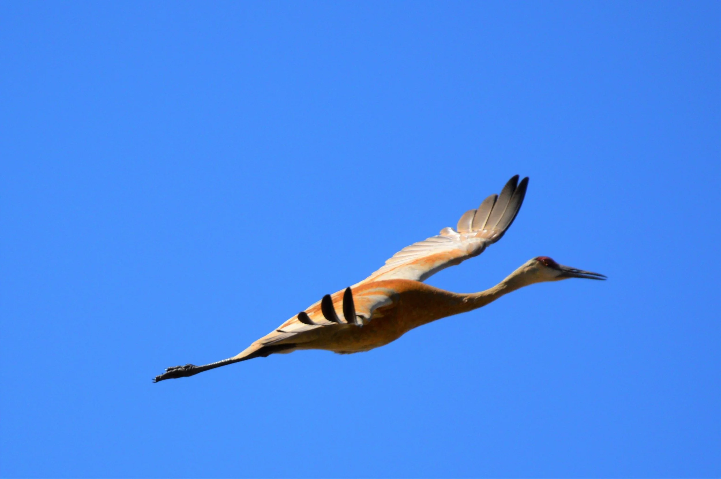 Sandhill Crane