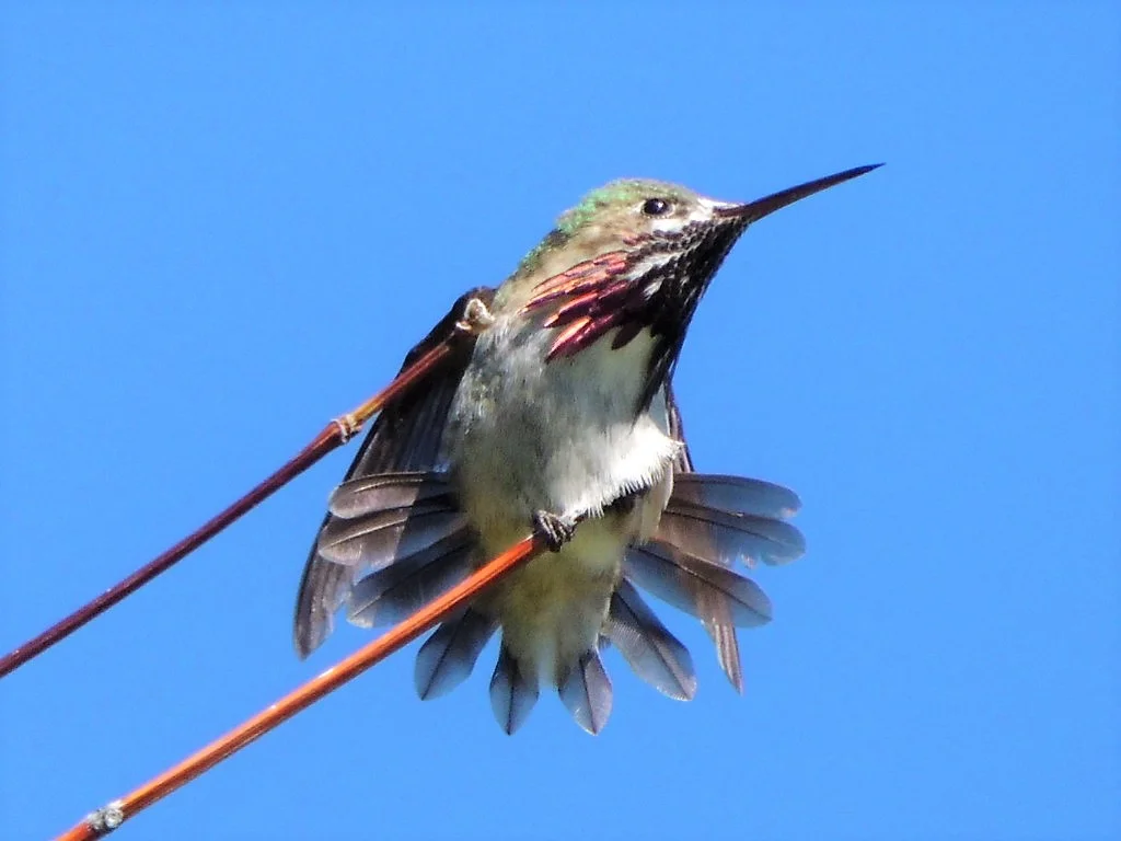 Calliope Hummingbird