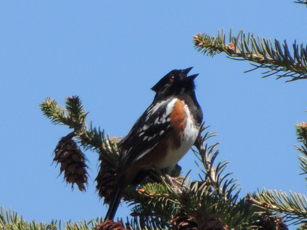 Spotted Towhee
