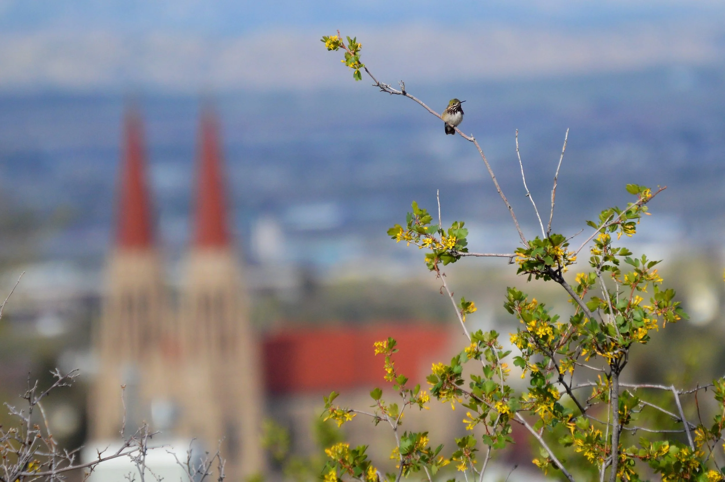 Calliope Hummingbird and St. Helena Cathedral