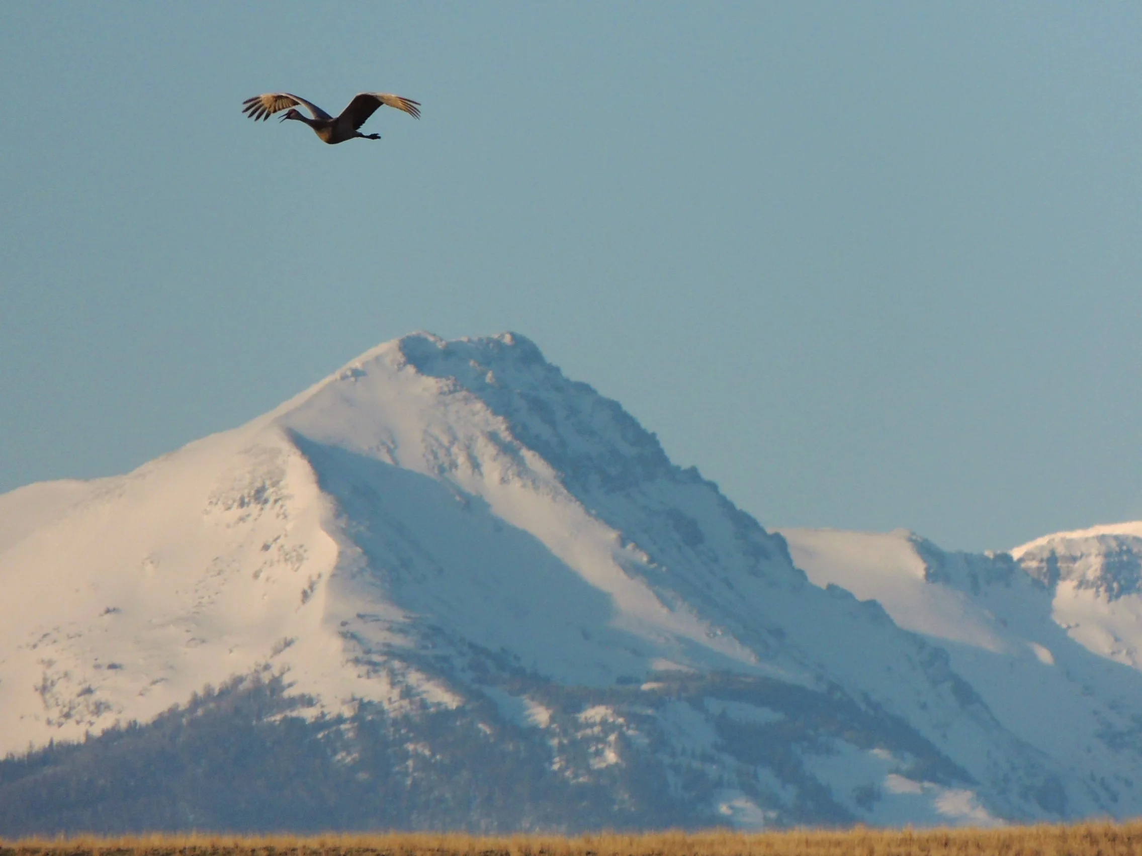 Sandhill Crane and the Tobacco Root Mountains
