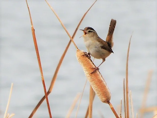 Marsh Wren