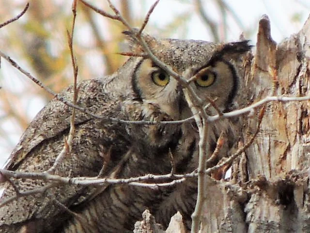 Great Horned Owl 