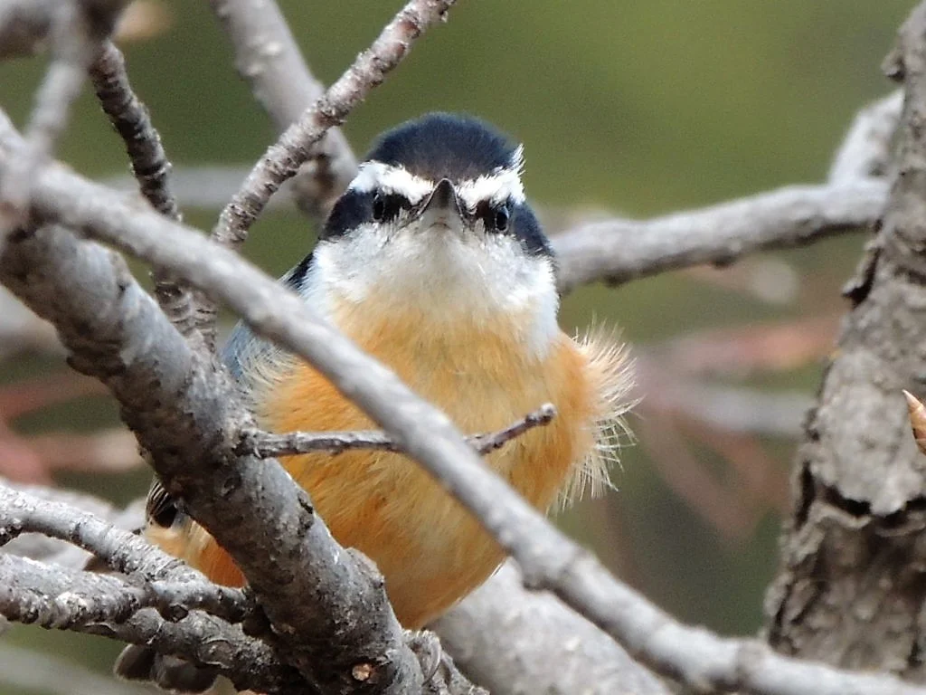 Red-breasted Nuthatch
