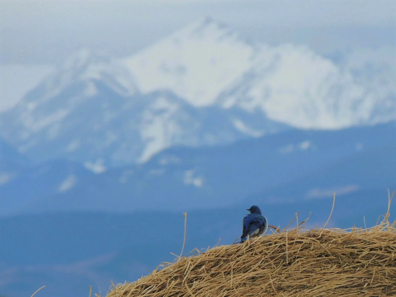 Mountain Bluebird and Tobacco Root Mountains