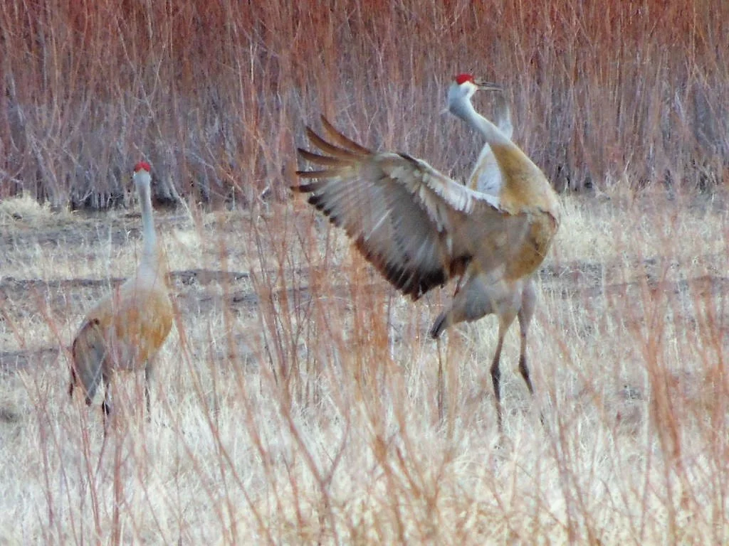 Sandhill Cranes