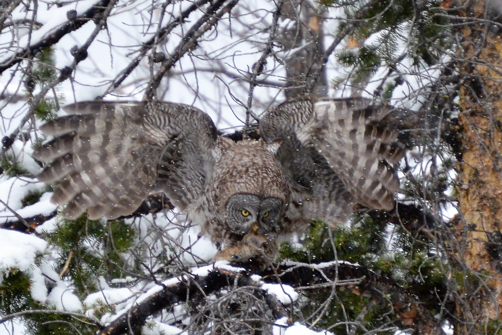 Great Gray Owl 