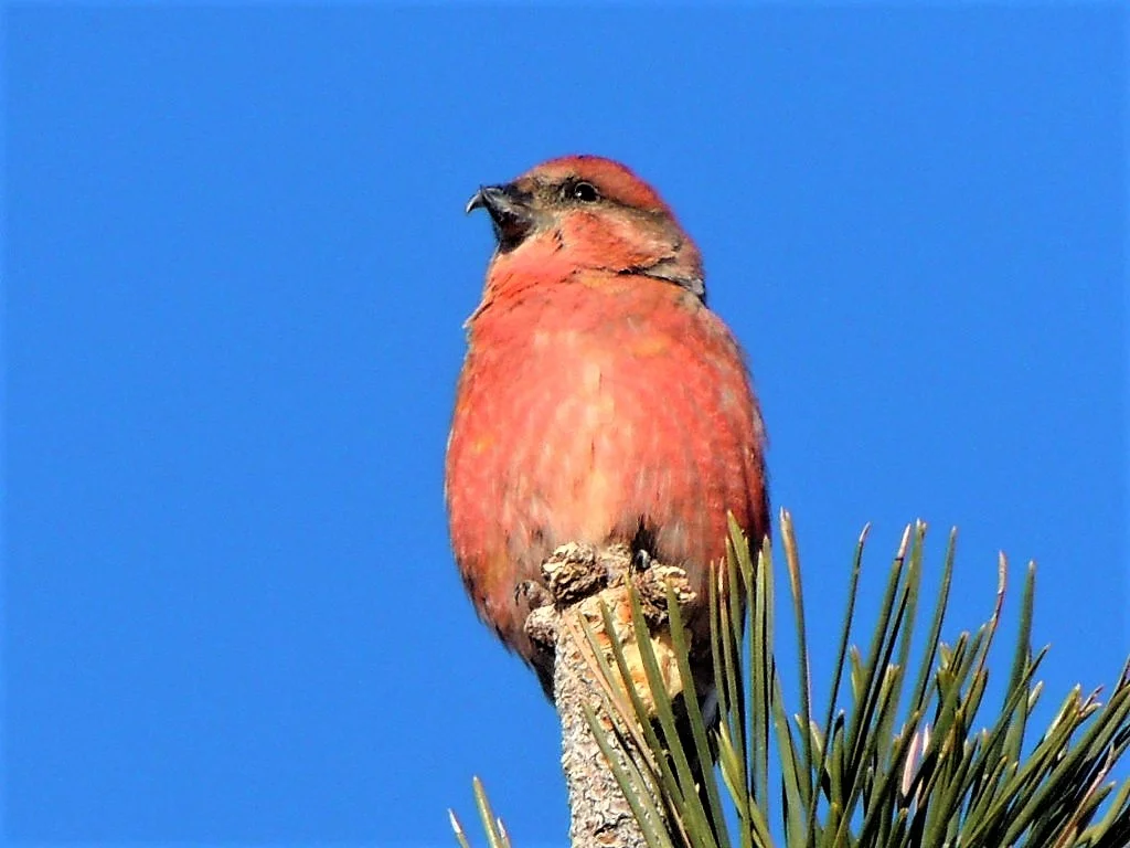 Red Crossbill 