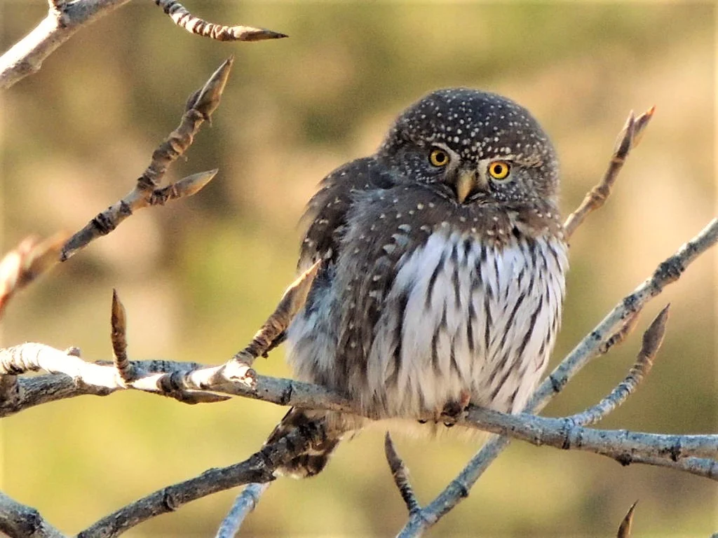 Northern Pygmy-Owl