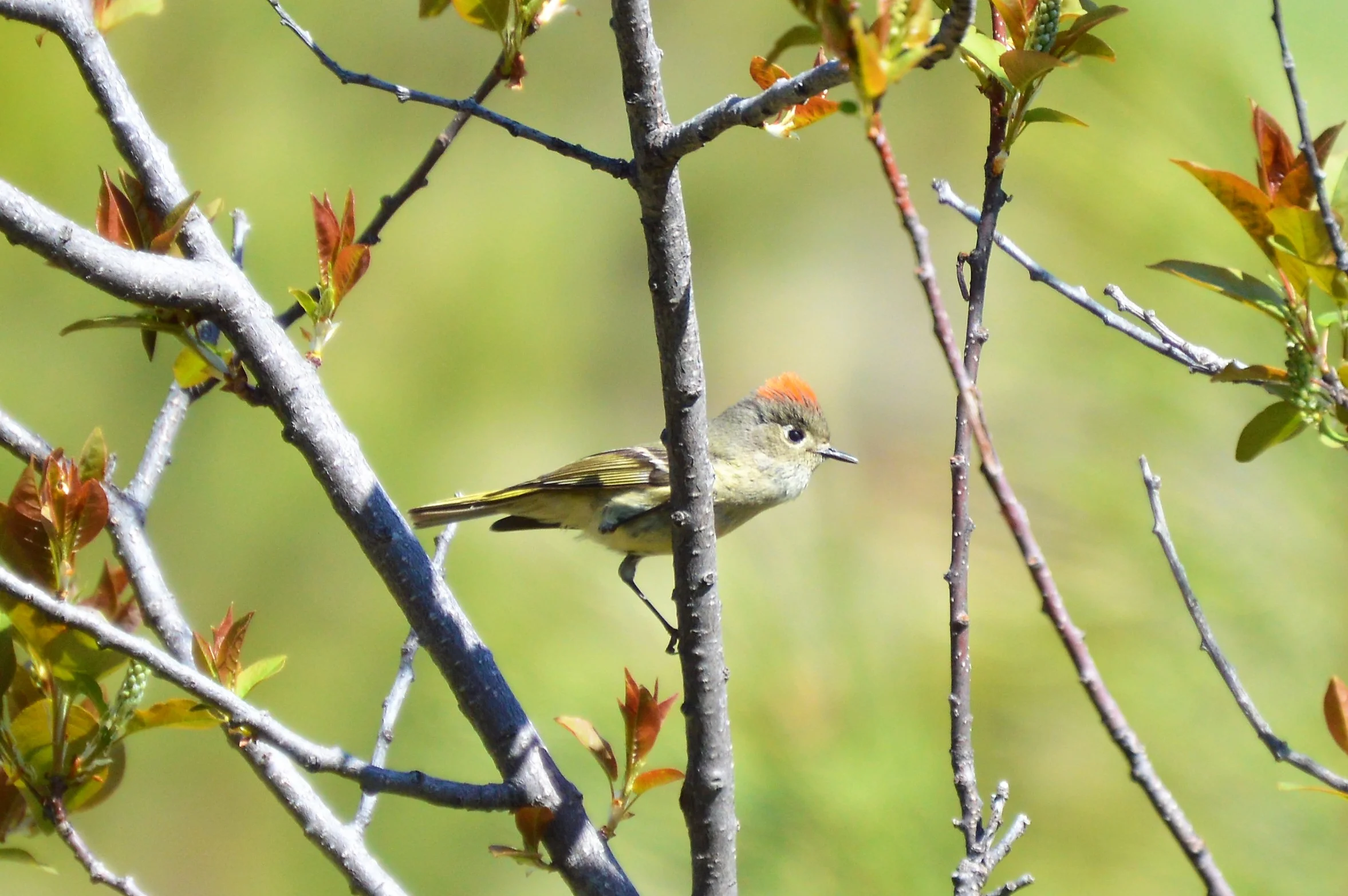 Ruby-crowned Kinglet