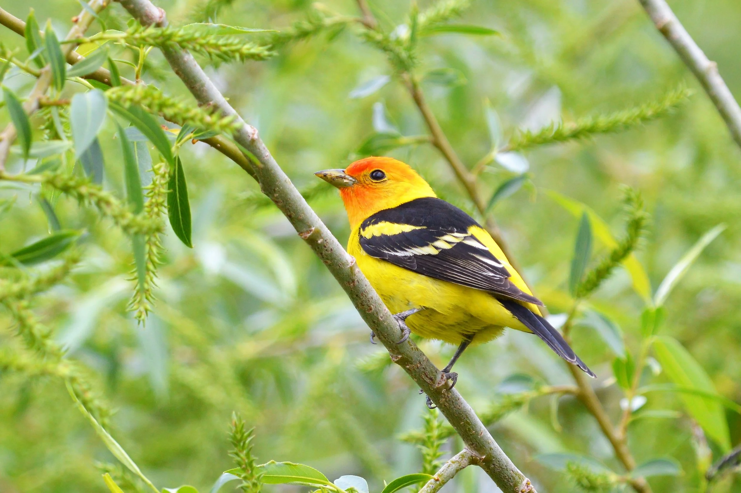Western Tanager