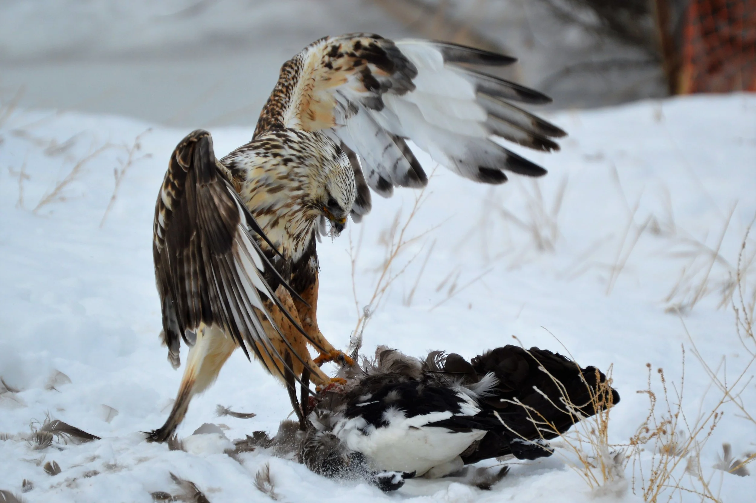 Rough-legged Hawk