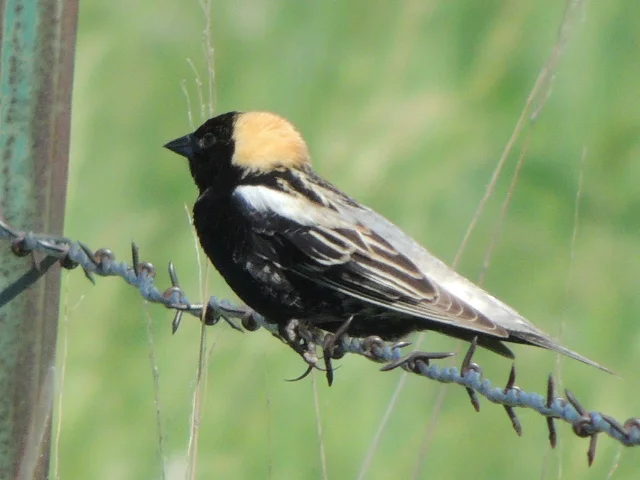 Bobolink