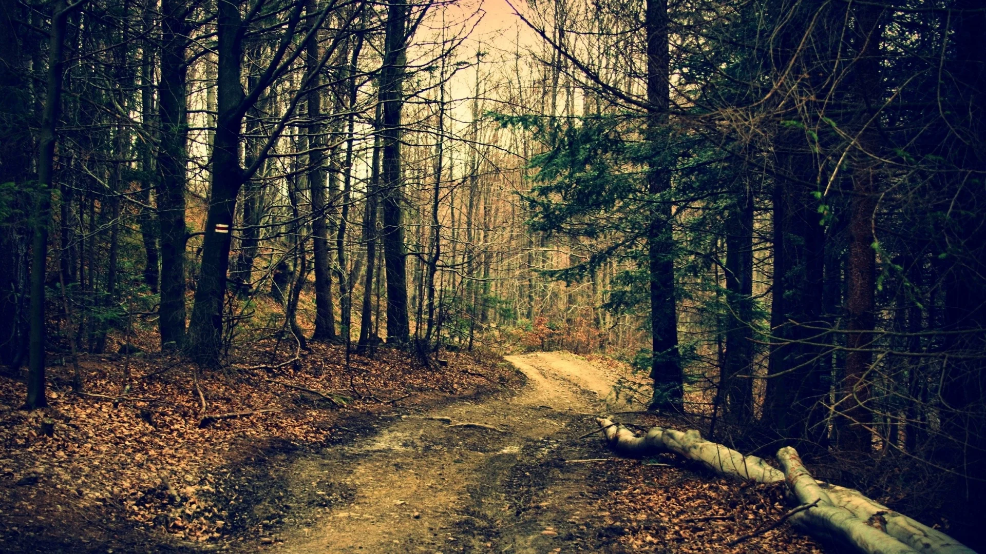 forest_trail_trees_summer_81802_1920x1080.jpg