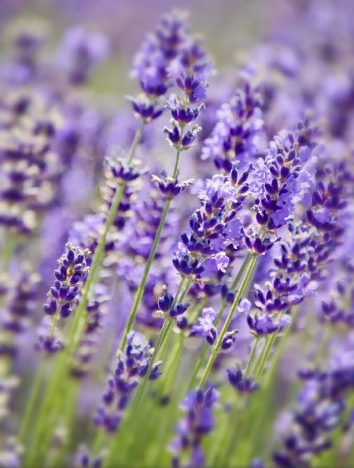 LAVENDER (Roll On perfume/fragrance oil)