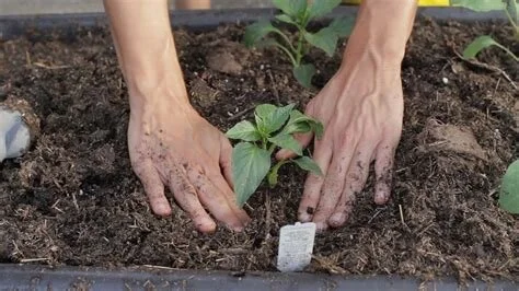 Gardener's Soap.jpg