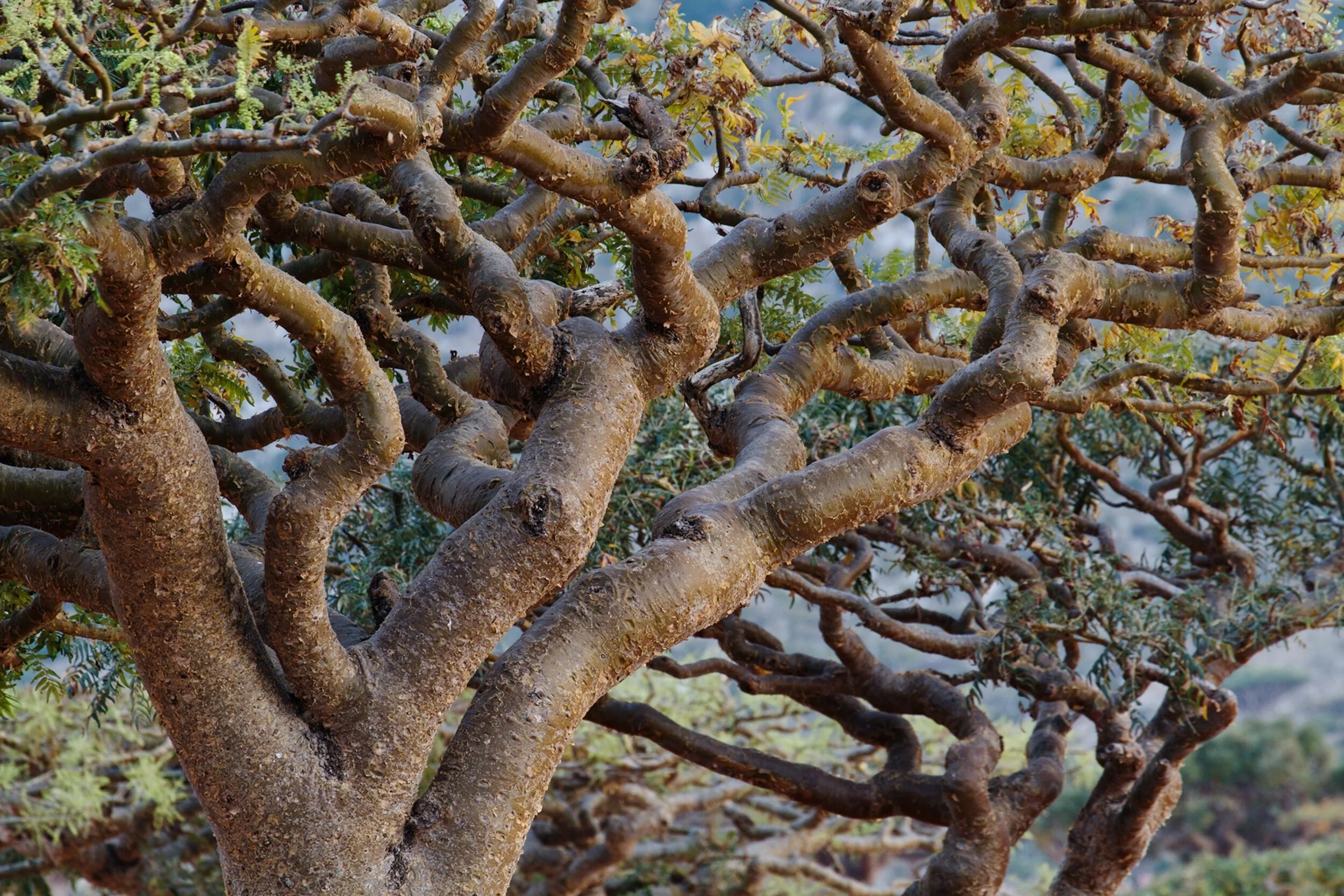 01-frankincense-nationalgeographic_1472402.jpg