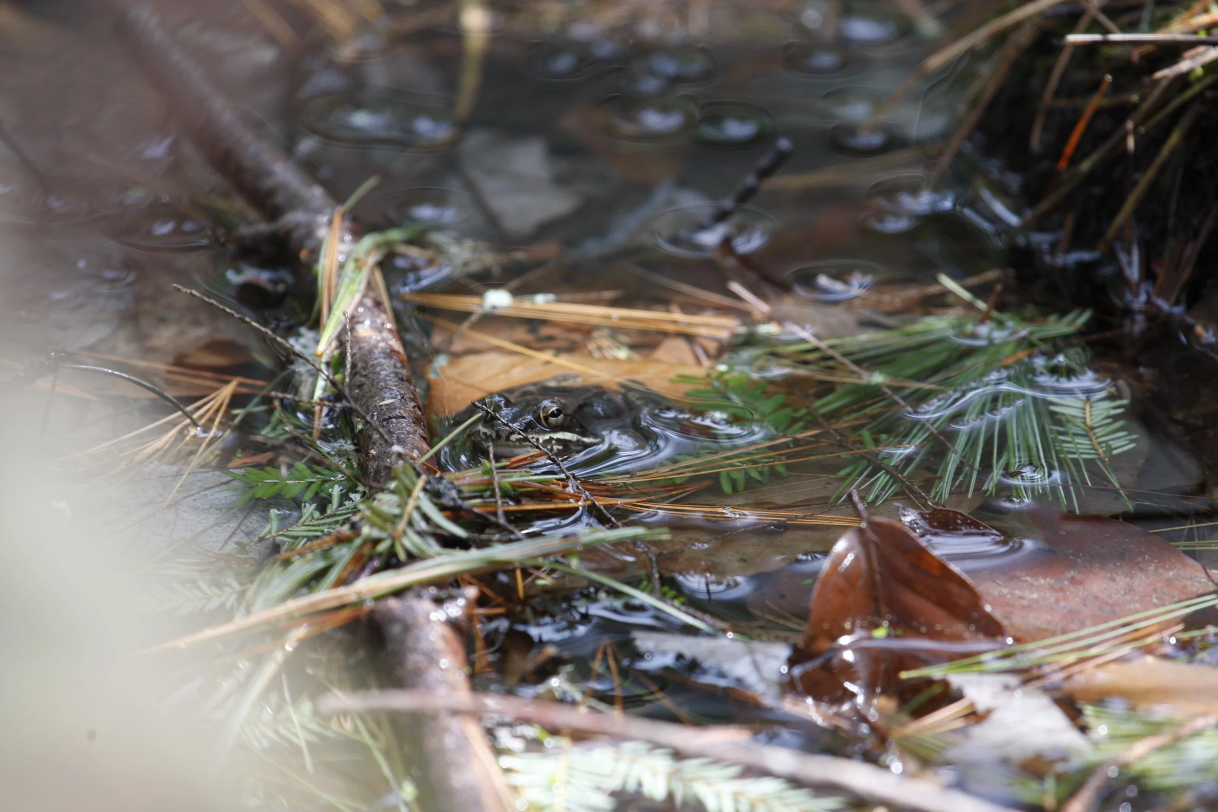 wood frog_MG_2742 copy.JPG