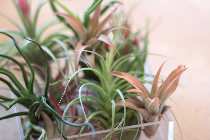 airplants0416.jpg