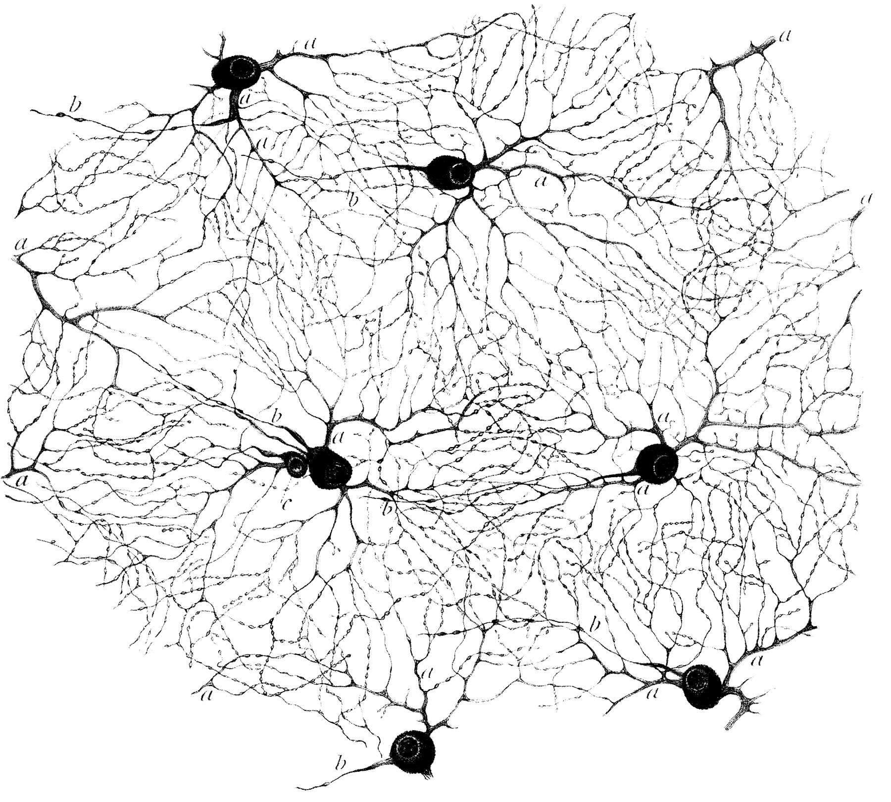 Dogiel, 1891, Human Retinal Ganglion Cells