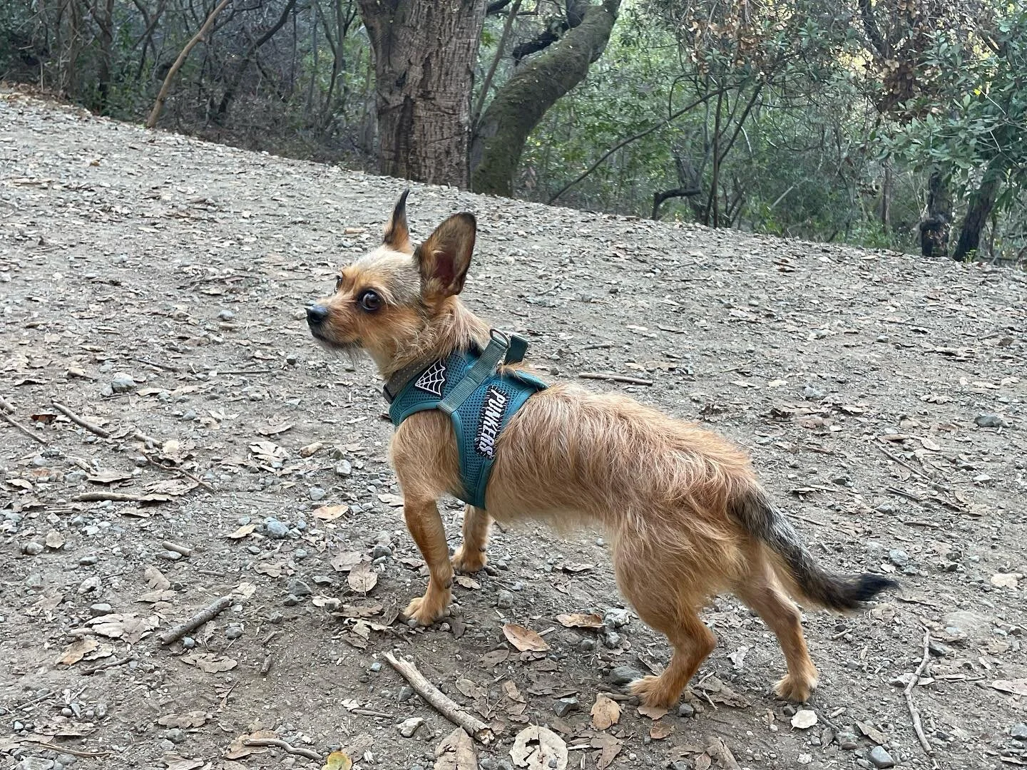 ChaCha&rsquo;s most comfortable harness was in tatters so I patched it, better than good-as-new #craftyashell