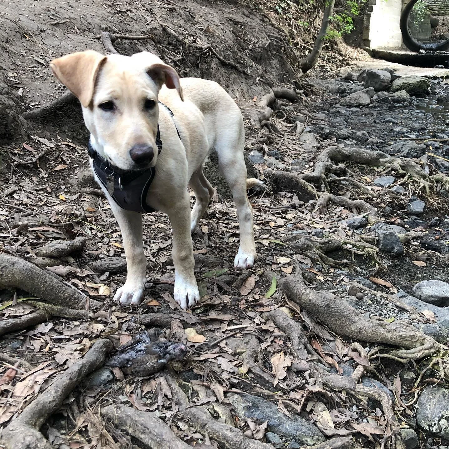 Retriever&rsquo;s gotta retrieve...while hanging in the creek Monty brought me a dead bird (at his feet, hard to see but it&rsquo;s there). #lablife🐾