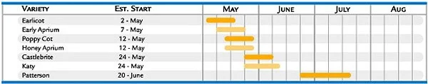 apricots_chart1.jpg