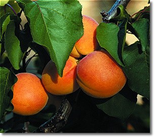apricots2.jpg