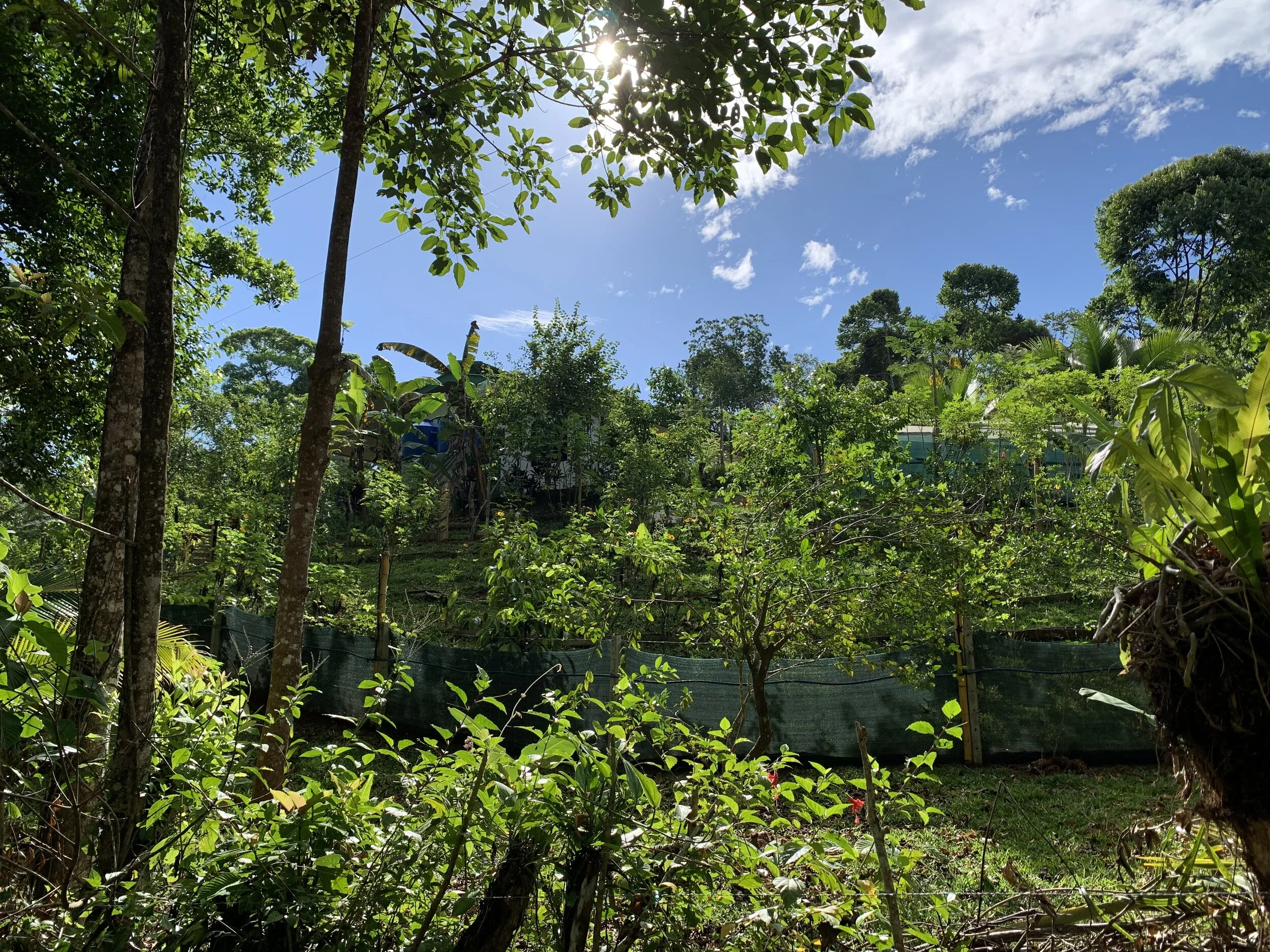 AGROFORESTRY
