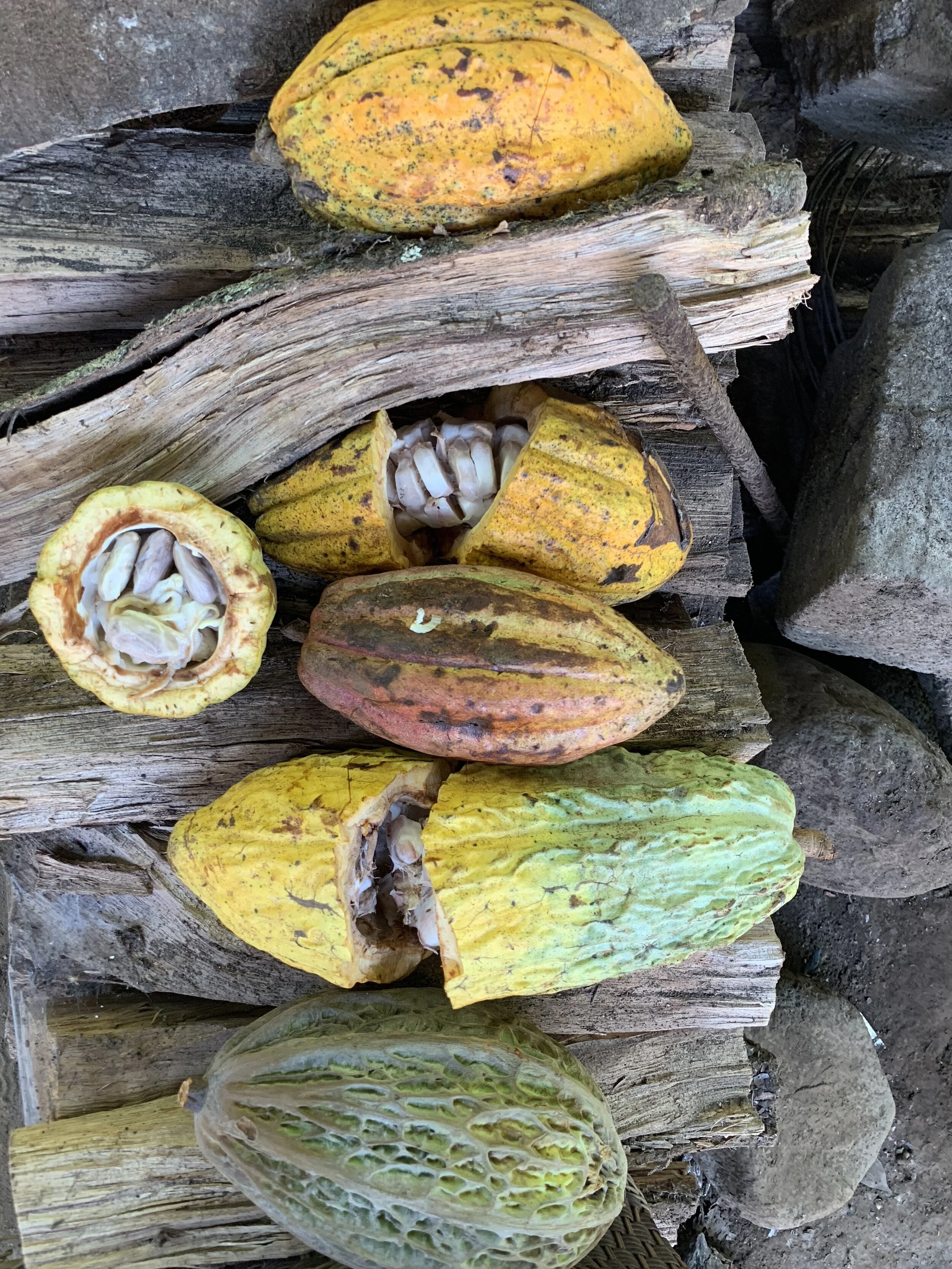 Cacao Ceremony vs. Celebration