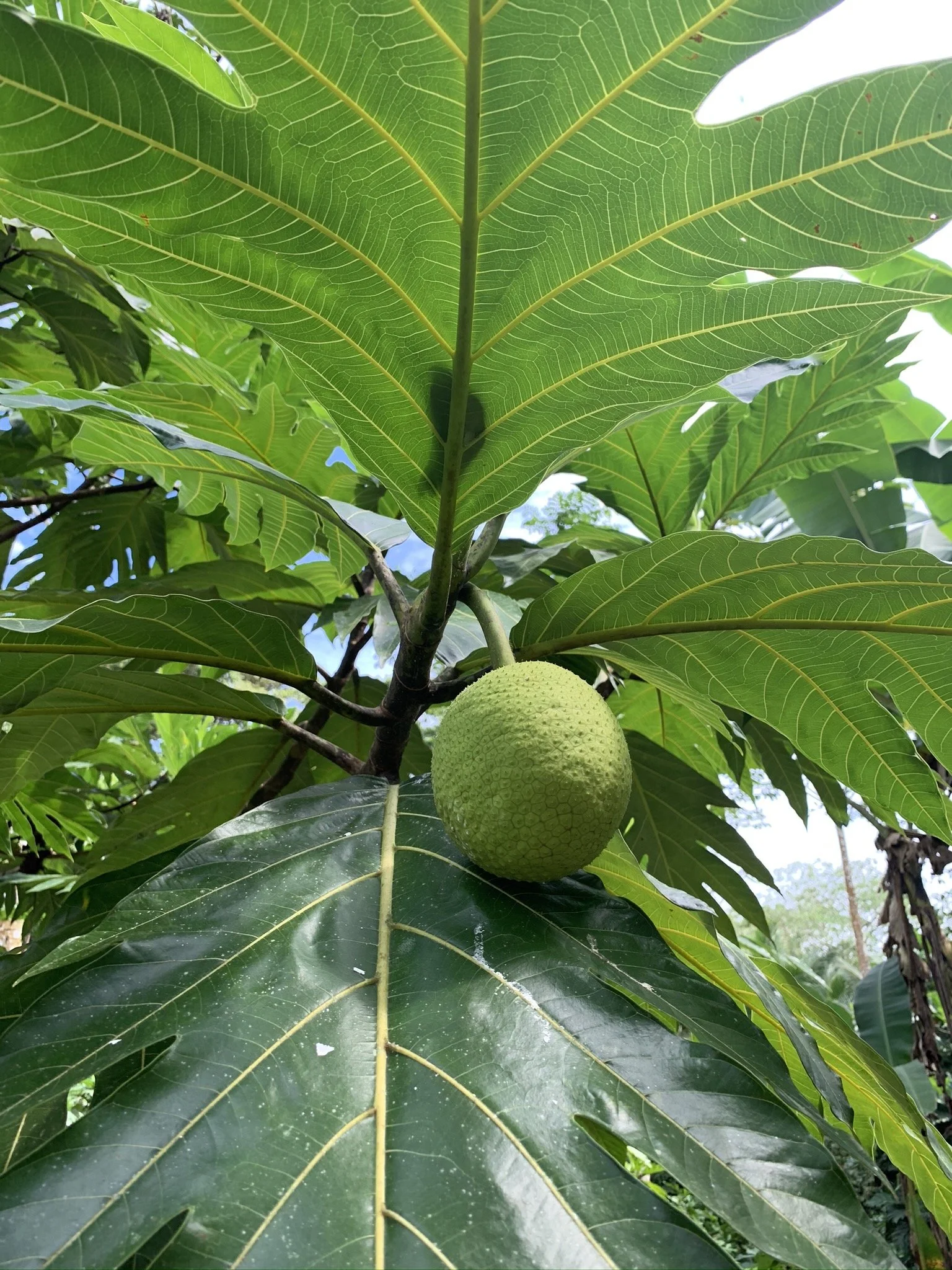 Breadfruit and Jungle Project