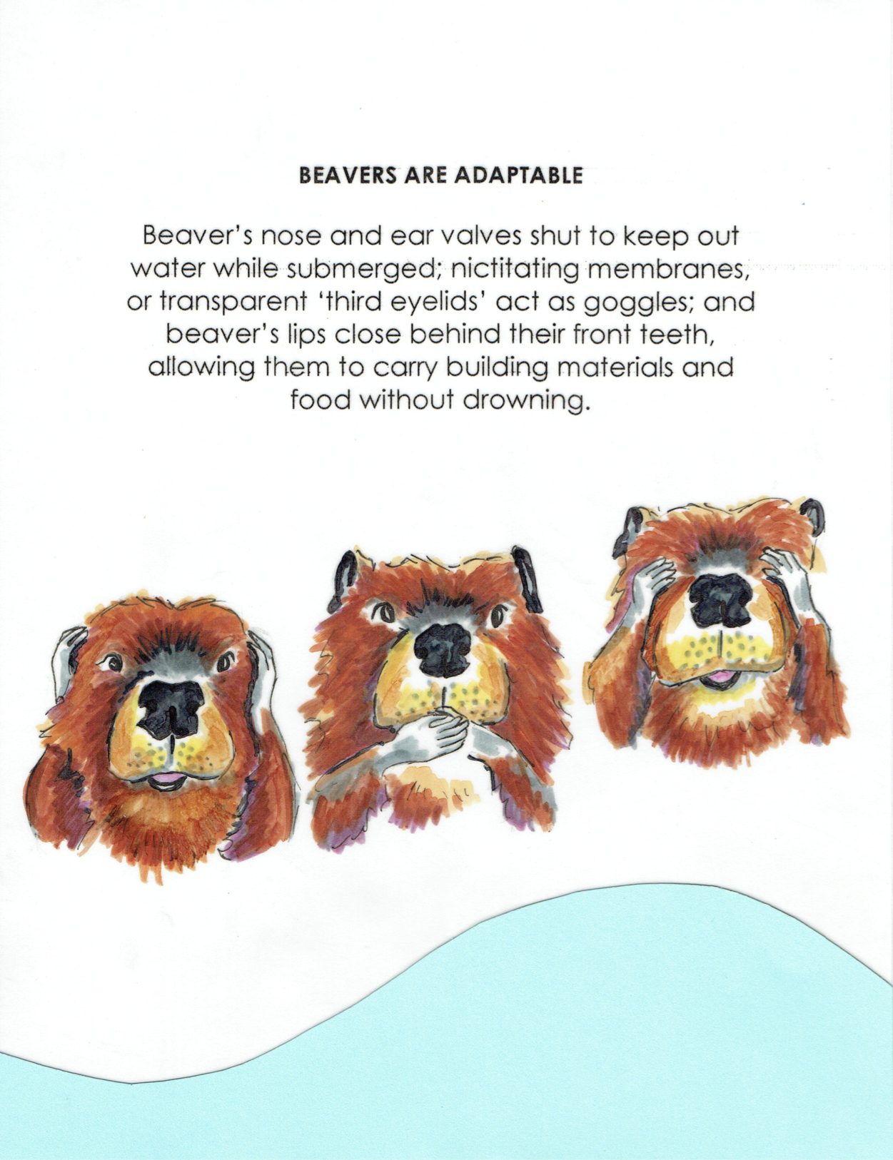 Beavers Are Adaptable.jpg